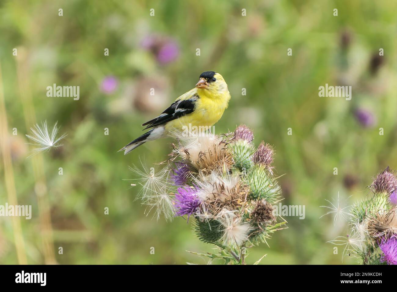 American goldfinch, Spinus tristis, single adult male feeding on thistle seeds, Vancouver Island, Canada Stock Photo