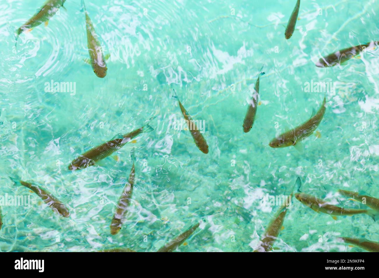 Fish in clear lake water hi-res stock photography and images - Alamy