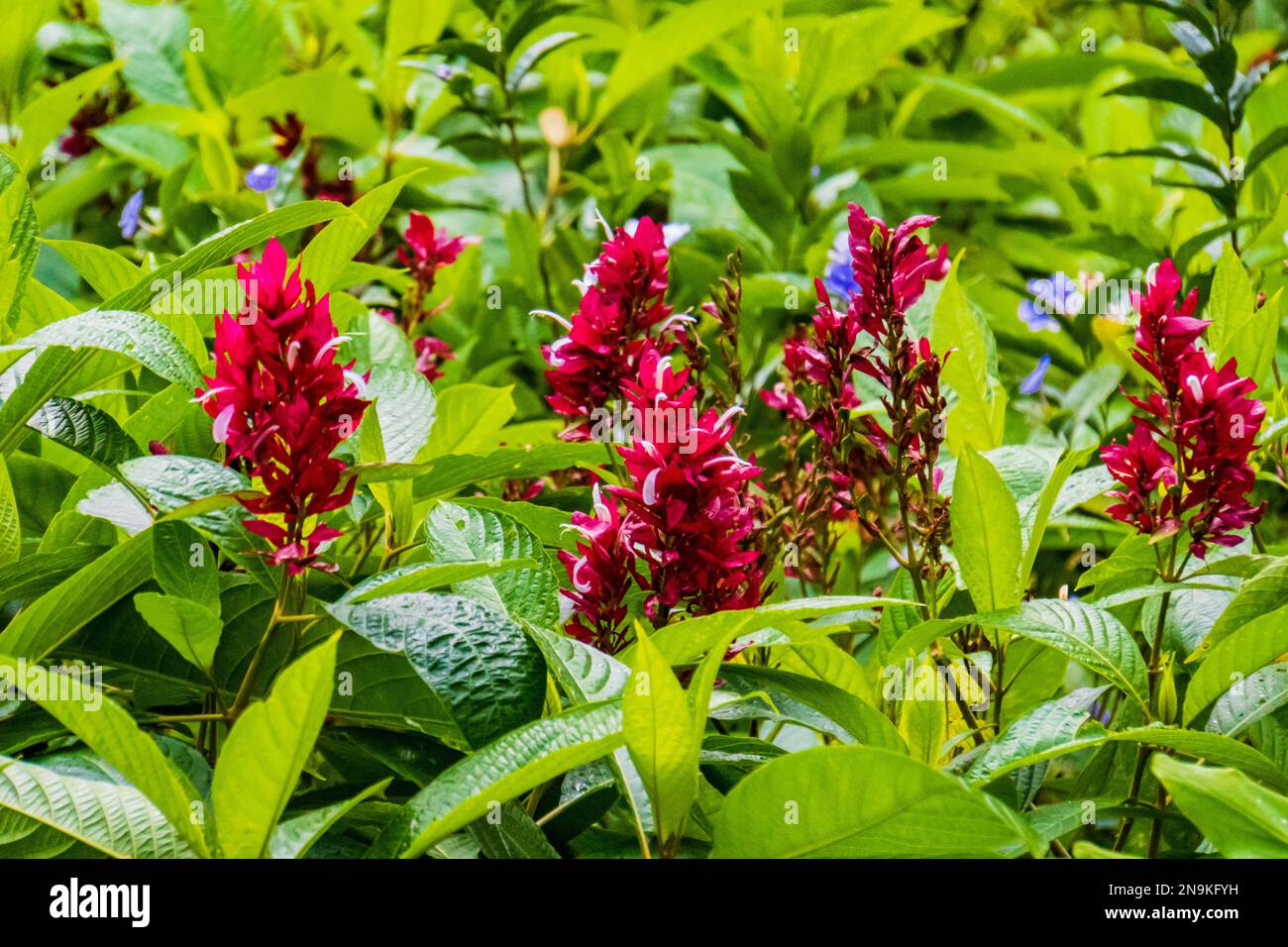 red ginger flowers in tropical forests in Costa Rica Stock Photo