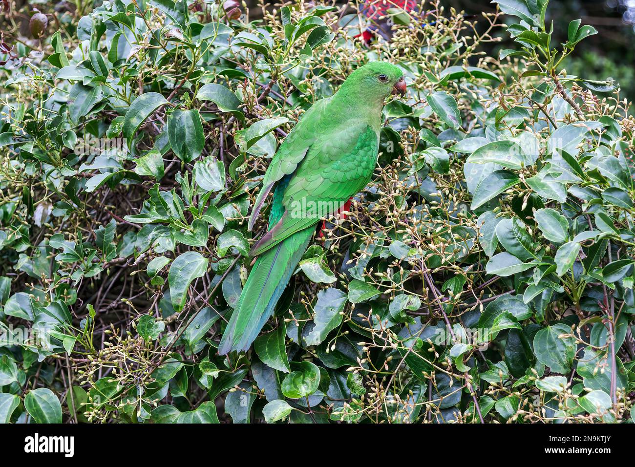king parrot, Alisterus scapularis, adult female perched in tree, Bunya