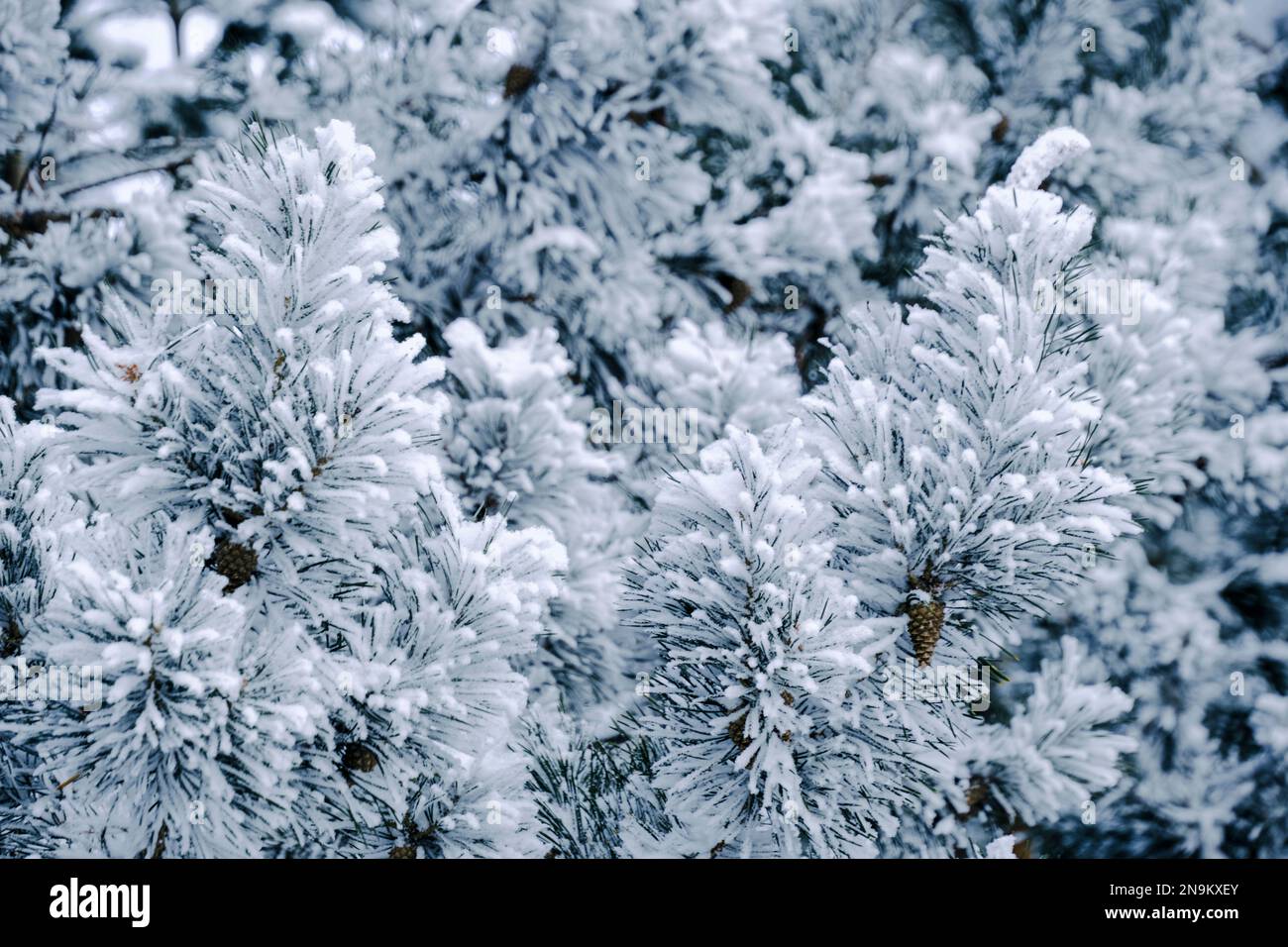Background, snow covered pine branches Stock Photo