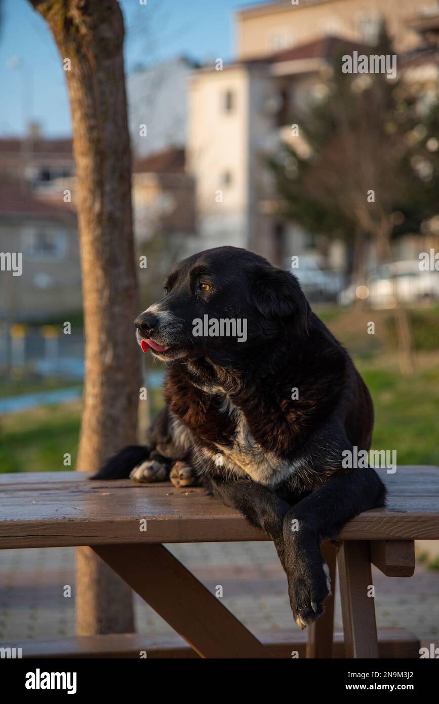 Black dog basking in the sun lying on a table in the park Stock Photo