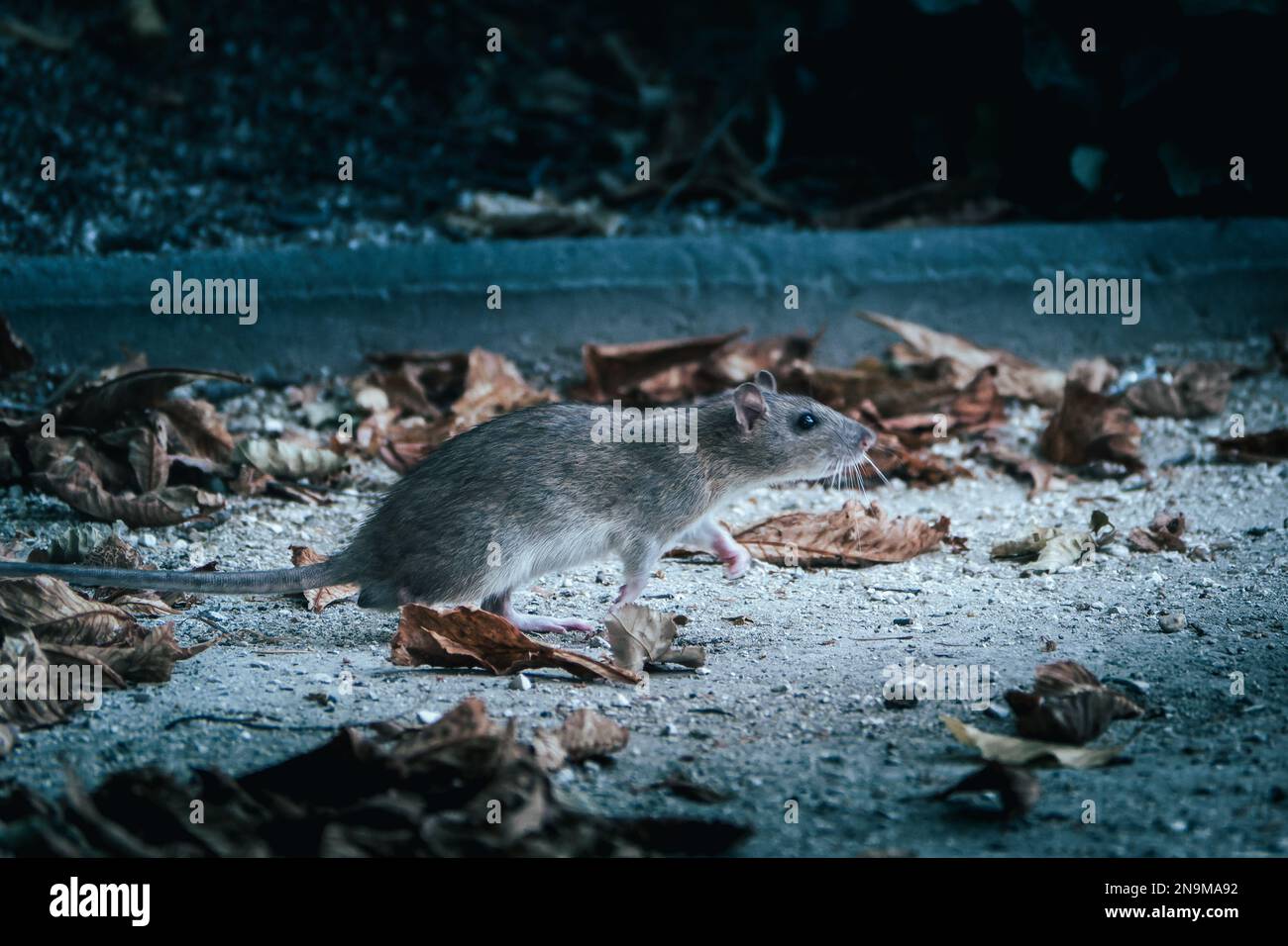 Rat isolated in a park at night Stock Photo