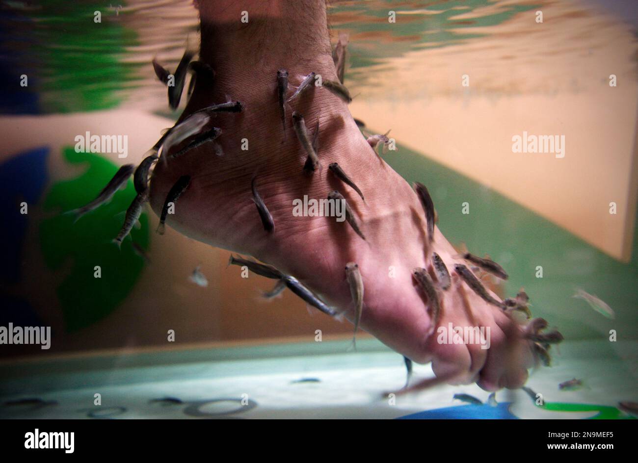 An Iraqi man immerses his feet in a fish tank with Garra rufa, also ...