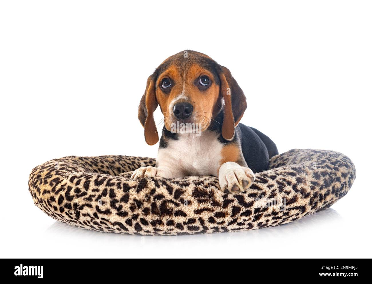 young beagle in front of white background Stock Photo - Alamy