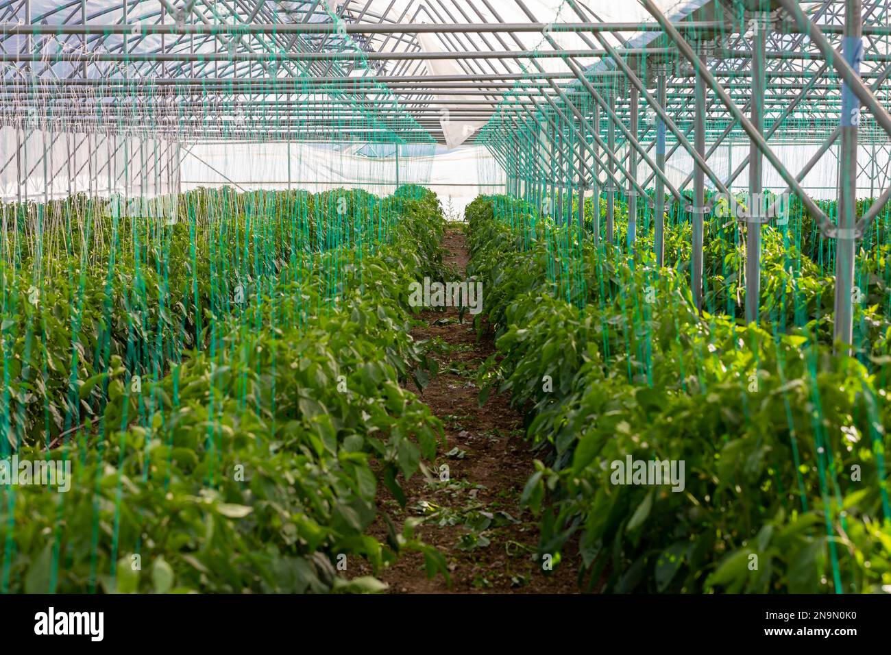 growing pepper seedlings in greenhouse Stock Photo Alamy