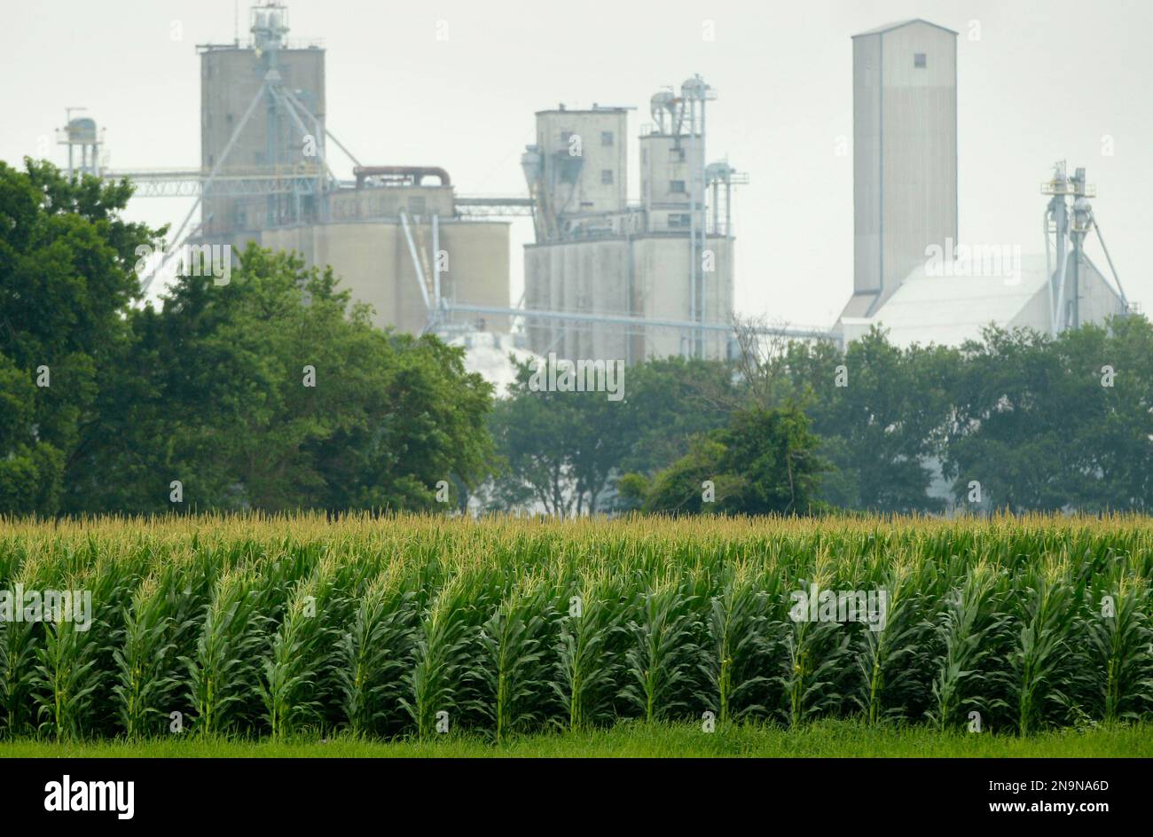 Corn grows in a field near a grain elevator in Dumas, Ark., Tuesday
