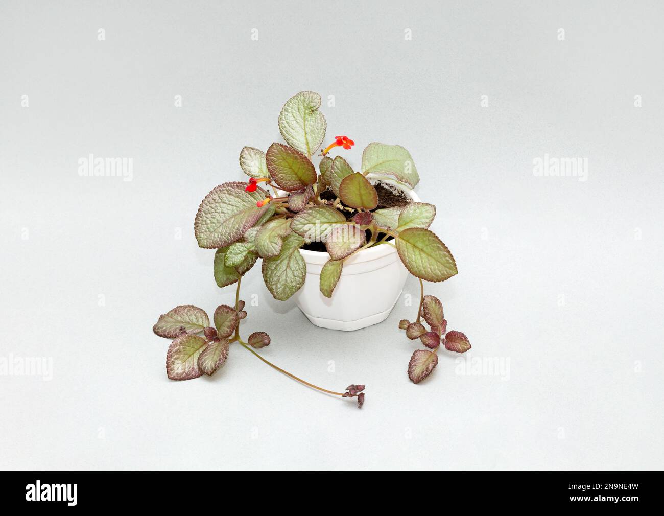 Episcia with green leaves and red flowers Stock Photo