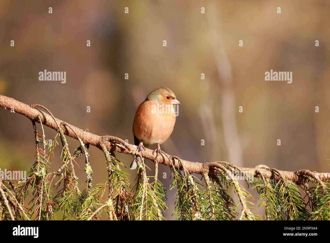 Chaffinch (Fringilla coelebs) at Low Barns nature reserve; County Durham. UK Stock Photo