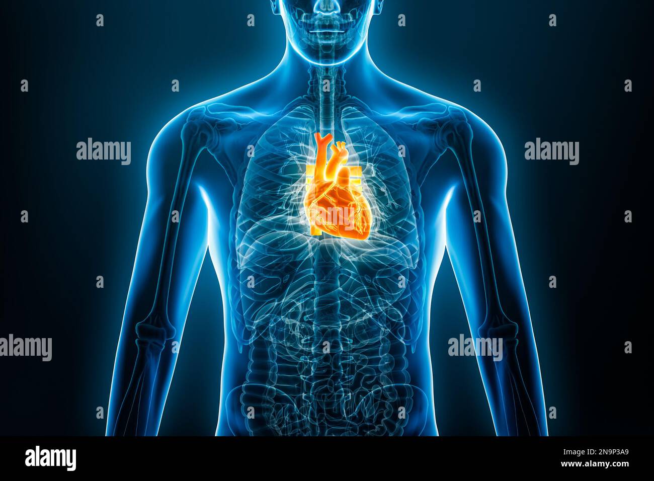 Xray anterior or front view of human heart 3D rendering illustration with male body contours. Anatomy, cardiovascular system, medical, biology, scienc Stock Photo