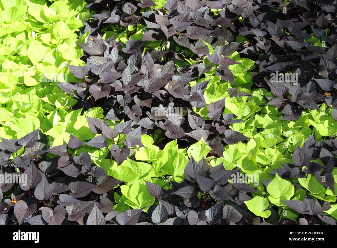 beautiful foliage of dark red and lemon green sweet potato vines Stock Photo