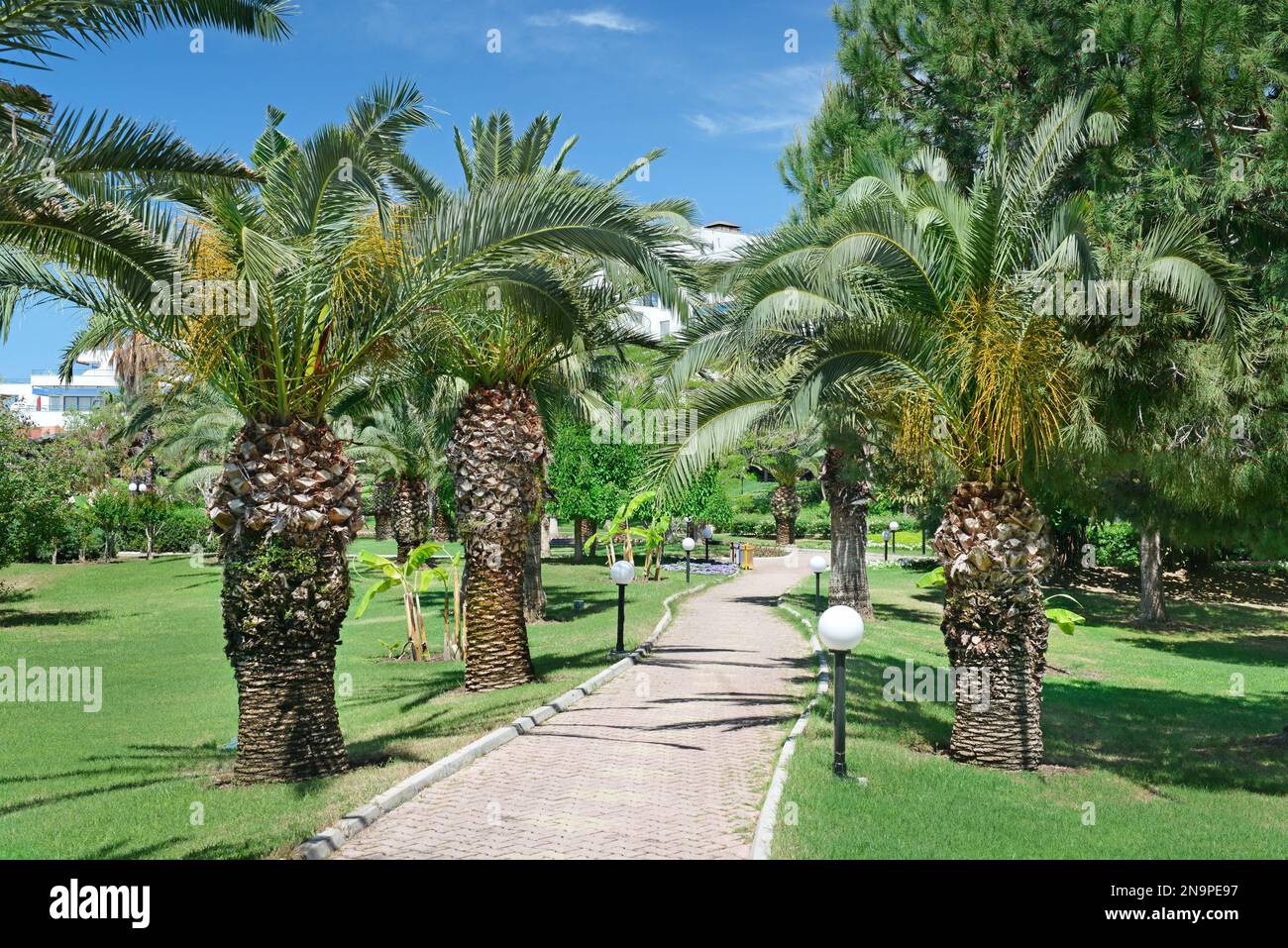 Palm tree leaves in park hi-res stock photography and images - Alamy
