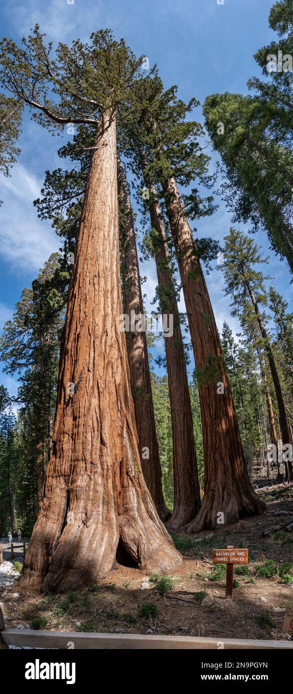 Bachelor and Three Graces (Giant Sequoias; Yosemite NP) in California