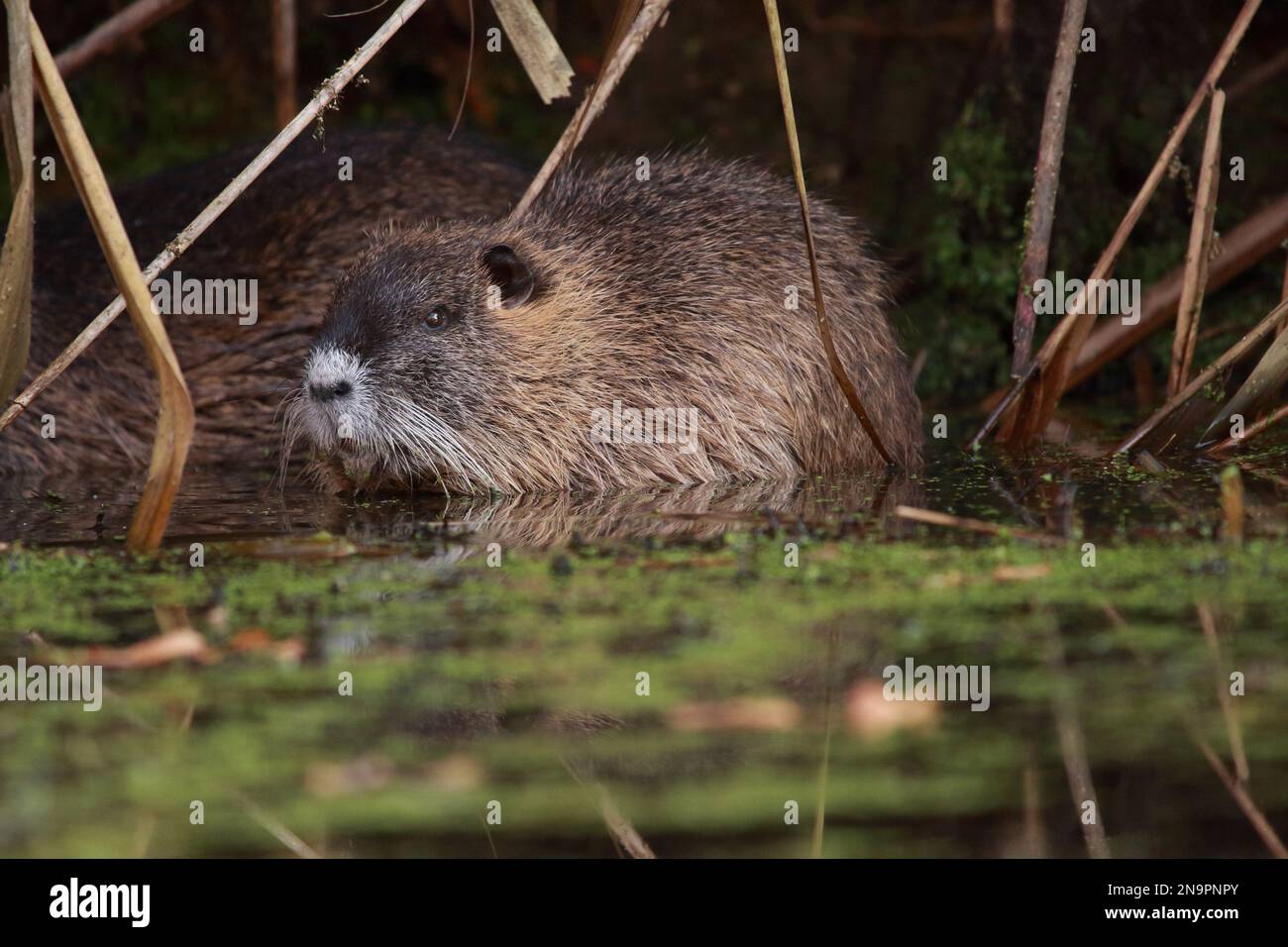 adult nutria in its habitat at the water in nature Stock Photo Alamy
