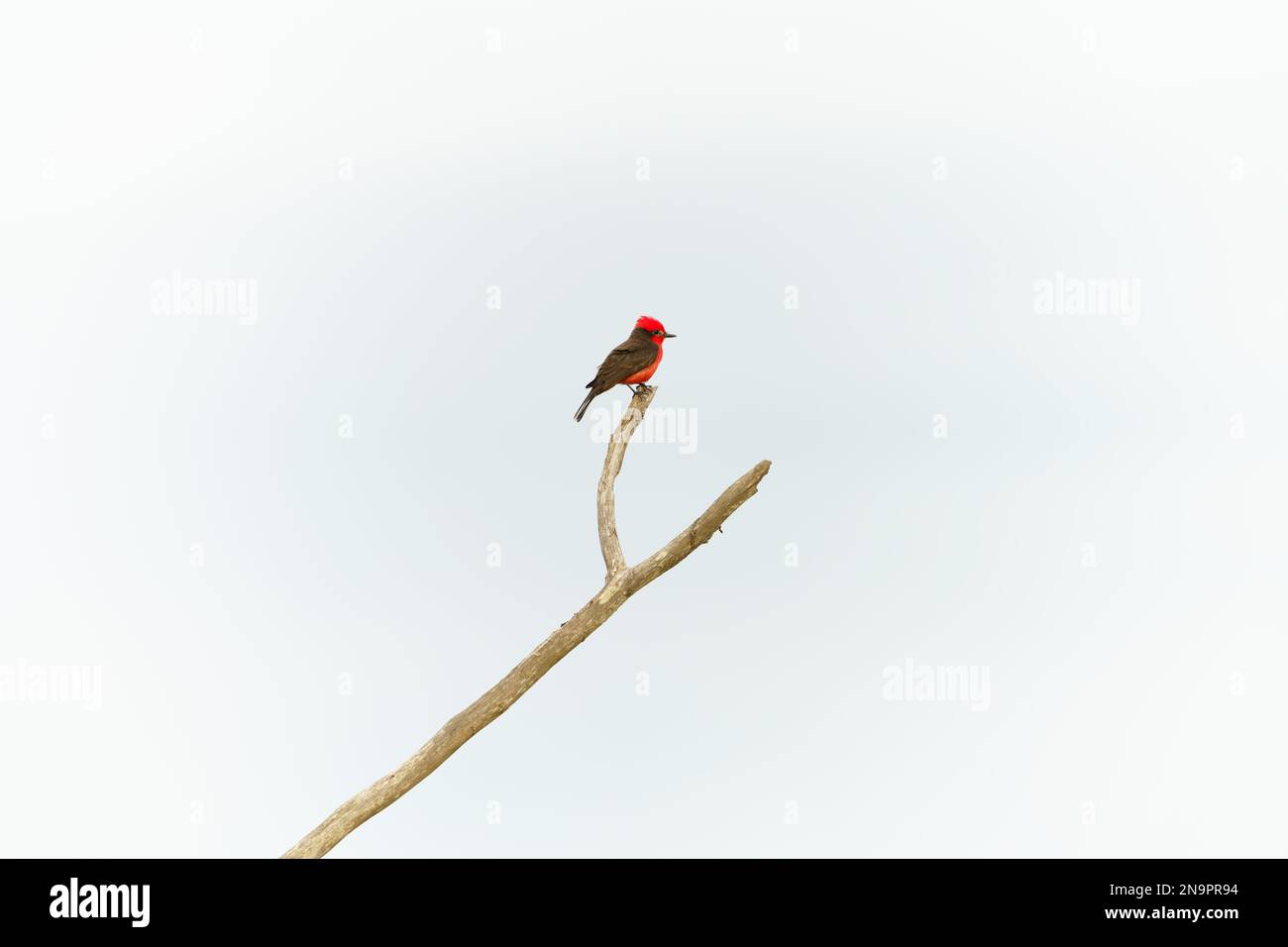 A Vermilion flycatcher bird on tree branch against white background ...