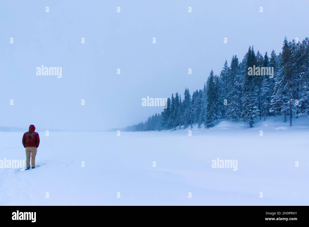 Young man standing in the Swedish wilderness in front of a forest during winter Stock Photo