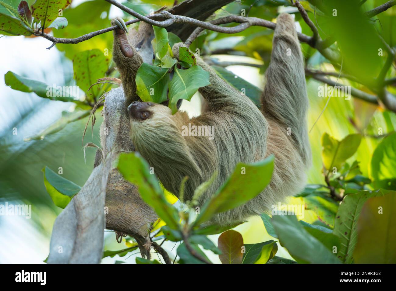 Two-toed sloth (Choloepus sp.) hangs on a tree branch in Manuel Antonio National Park, Costa Rica; Costa Rica Stock Photo