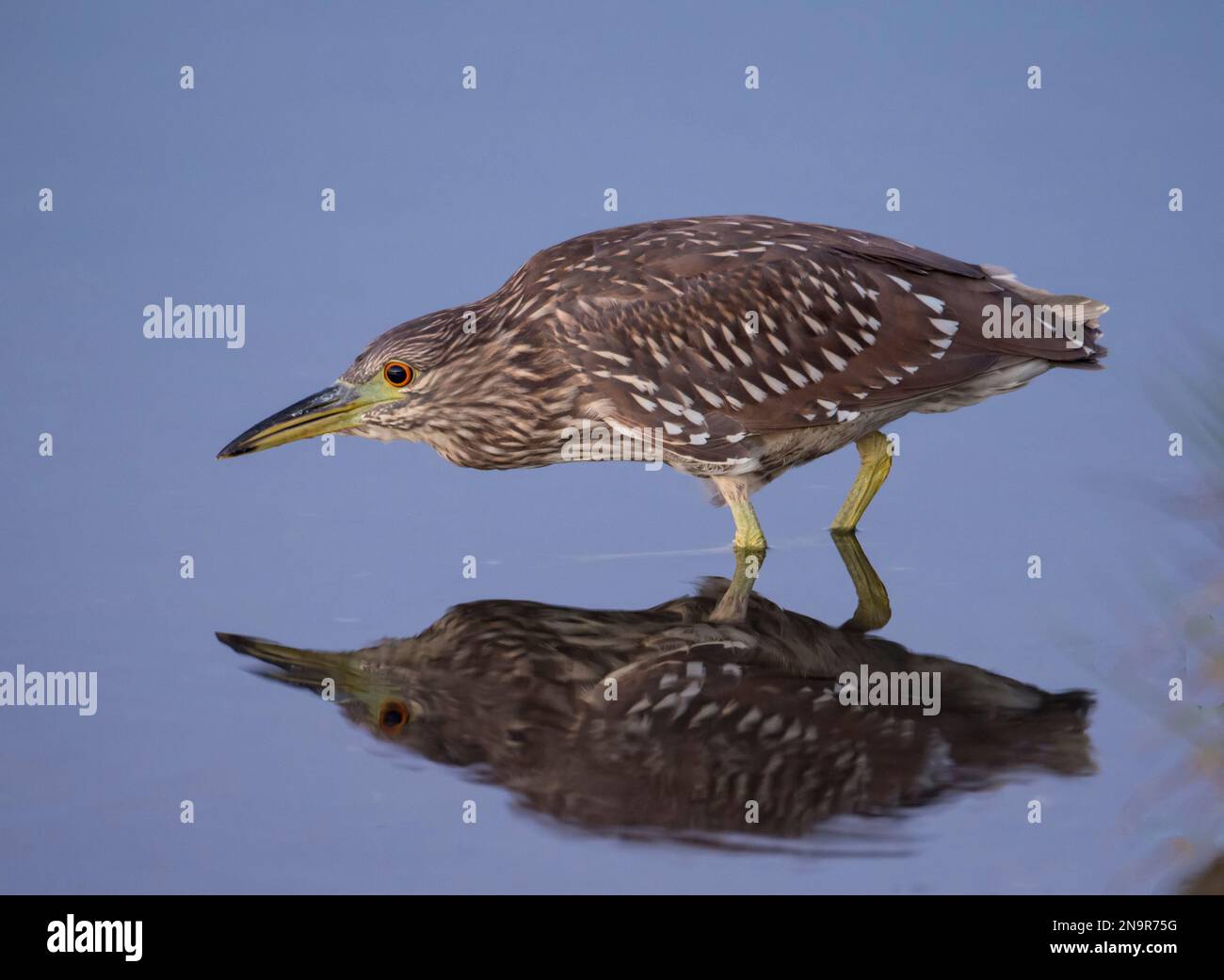 Close-up portrait of an American bittern (Botaurus lentiginosus) with the mirror image reflected in the water of Salt Pond Bay, Massachusetts Stock Photo
