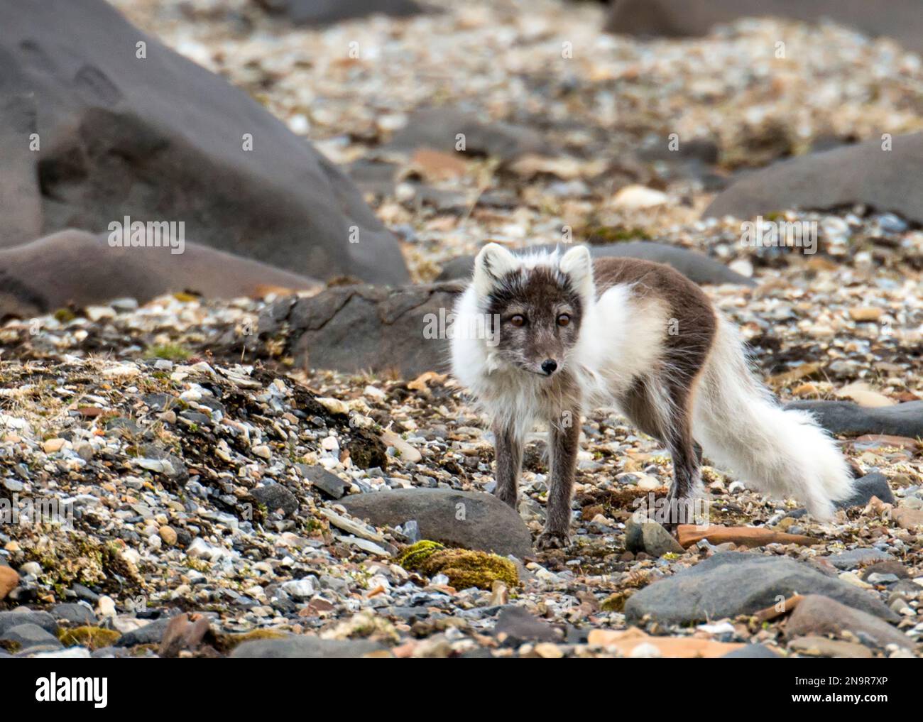 Arctic fox in summer coat hi-res stock photography and images - Alamy