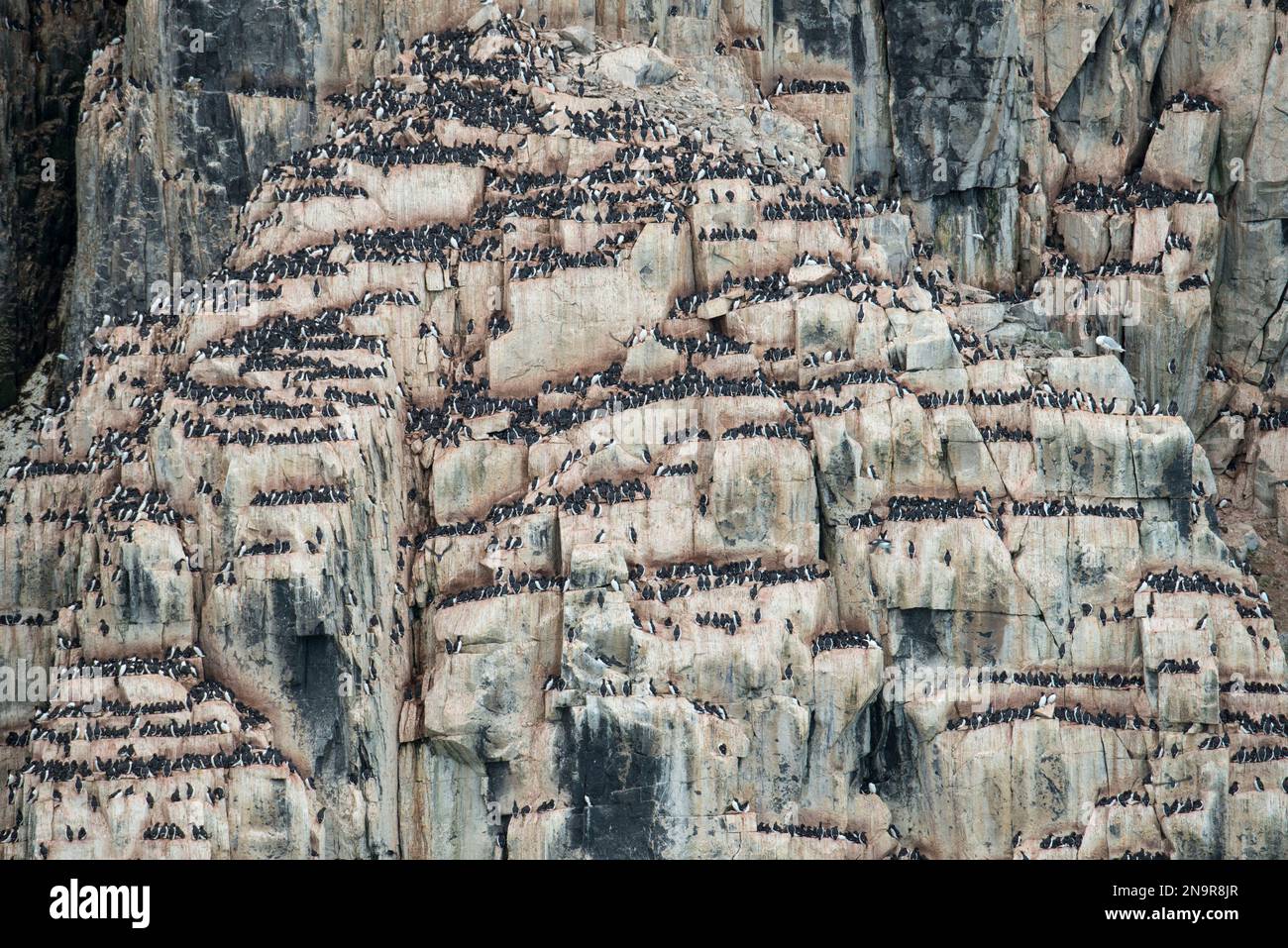 Hundreds of Thick-billed murres (Uria lomvia) nest on a cliff at Kapp Fanshawe; Spitsbergen, Svalbard, Norway Stock Photo