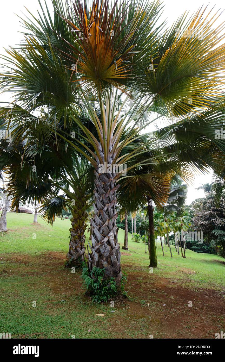 Cabbage palm a.k.a. gebang palm -Corypha utan - Martinique island. French West Indies. Stock Photo