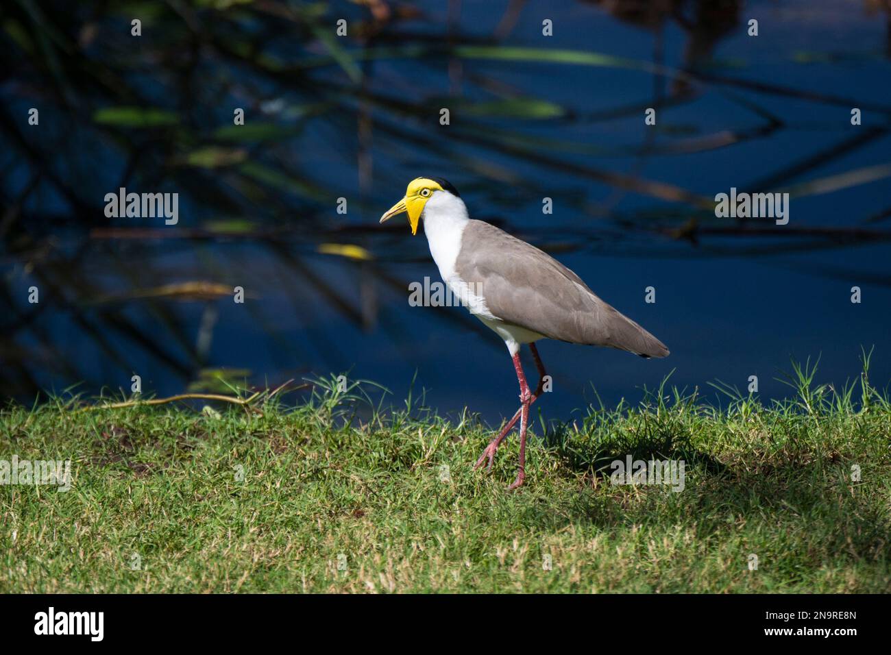Portrait of the Masked lapwing (Vanellus miles) standing on grass in sunlight, previously known as the Masked plover and often called the Spur-wing... Stock Photo