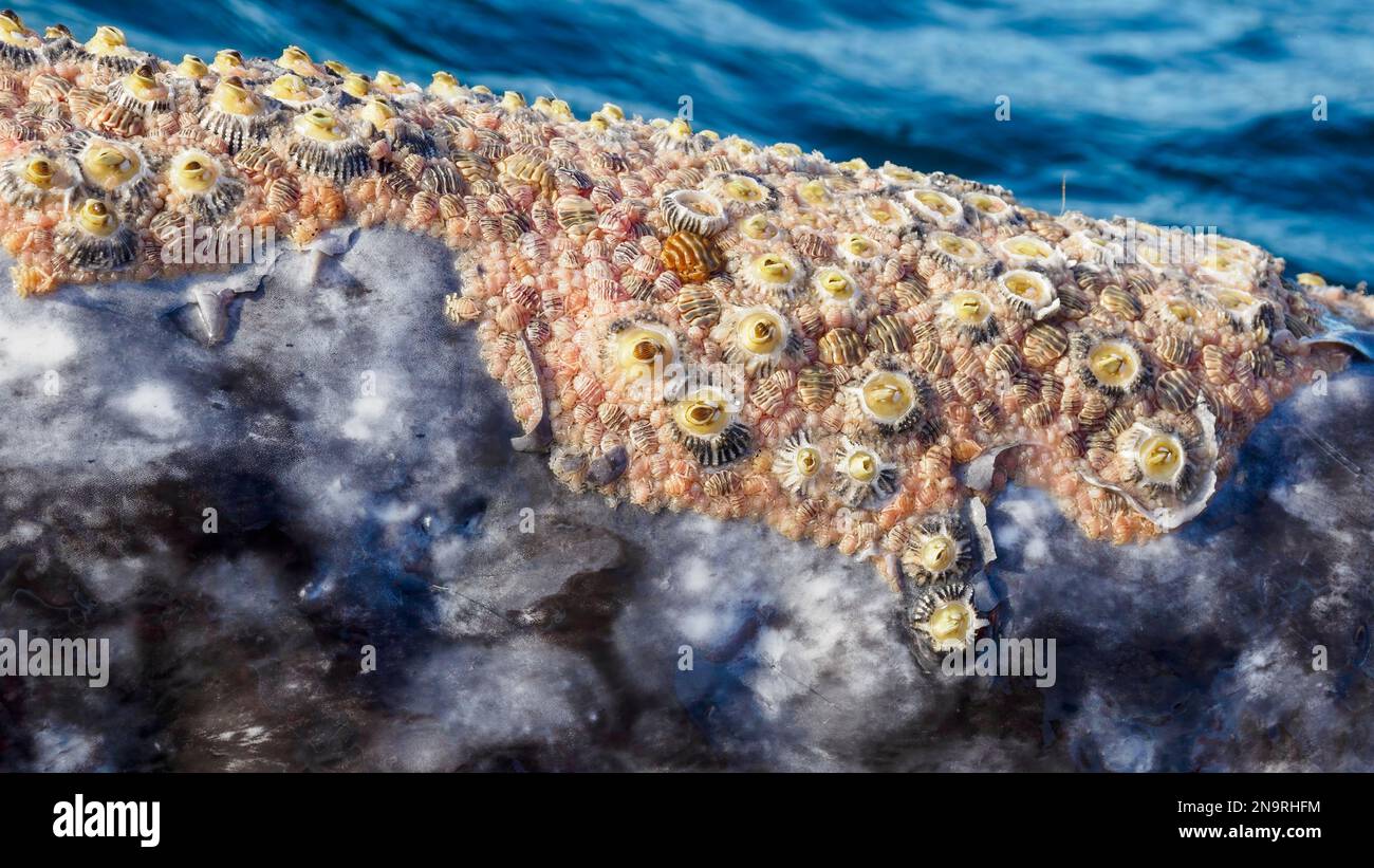 Grey whale (Eschrichtius robustus) close-up showing barnacles and whale