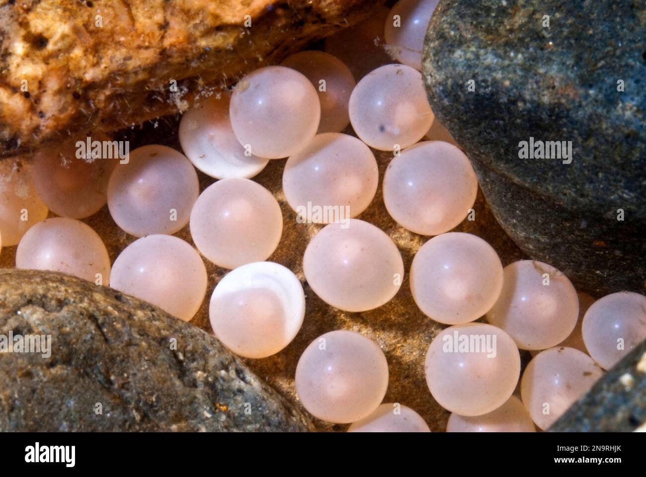 Newly fertilized Searun Atlantic salmon eggs in nest, or Redd Stock