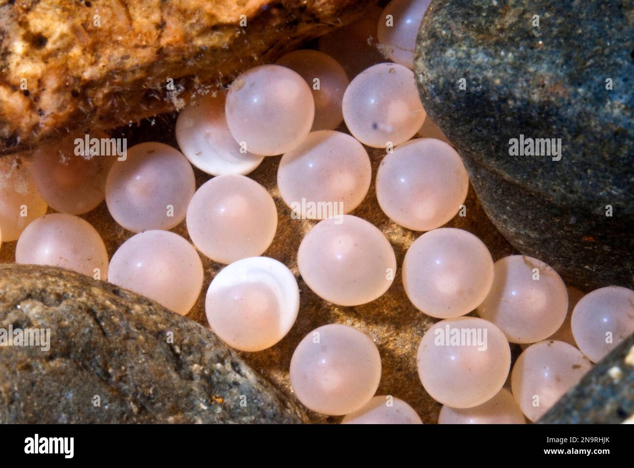 Newly fertilized Sea-run Atlantic salmon eggs in nest, or Redd Stock Photo