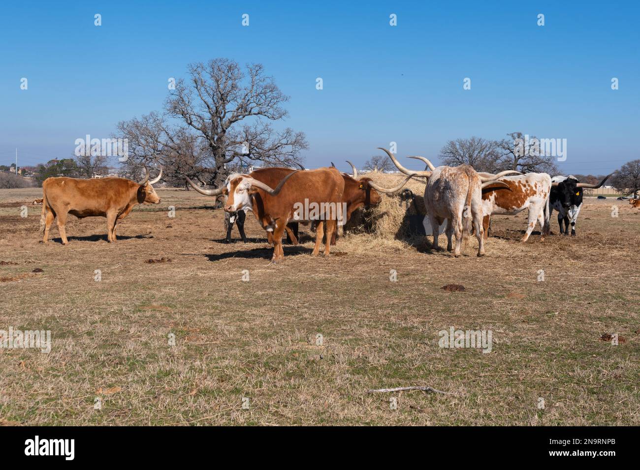 A herd of brown, black, orange, and white Longhorn cows and bulls with long, curved horns, feeding on hay at a feeding station in a ranch pasture on a Stock Photo