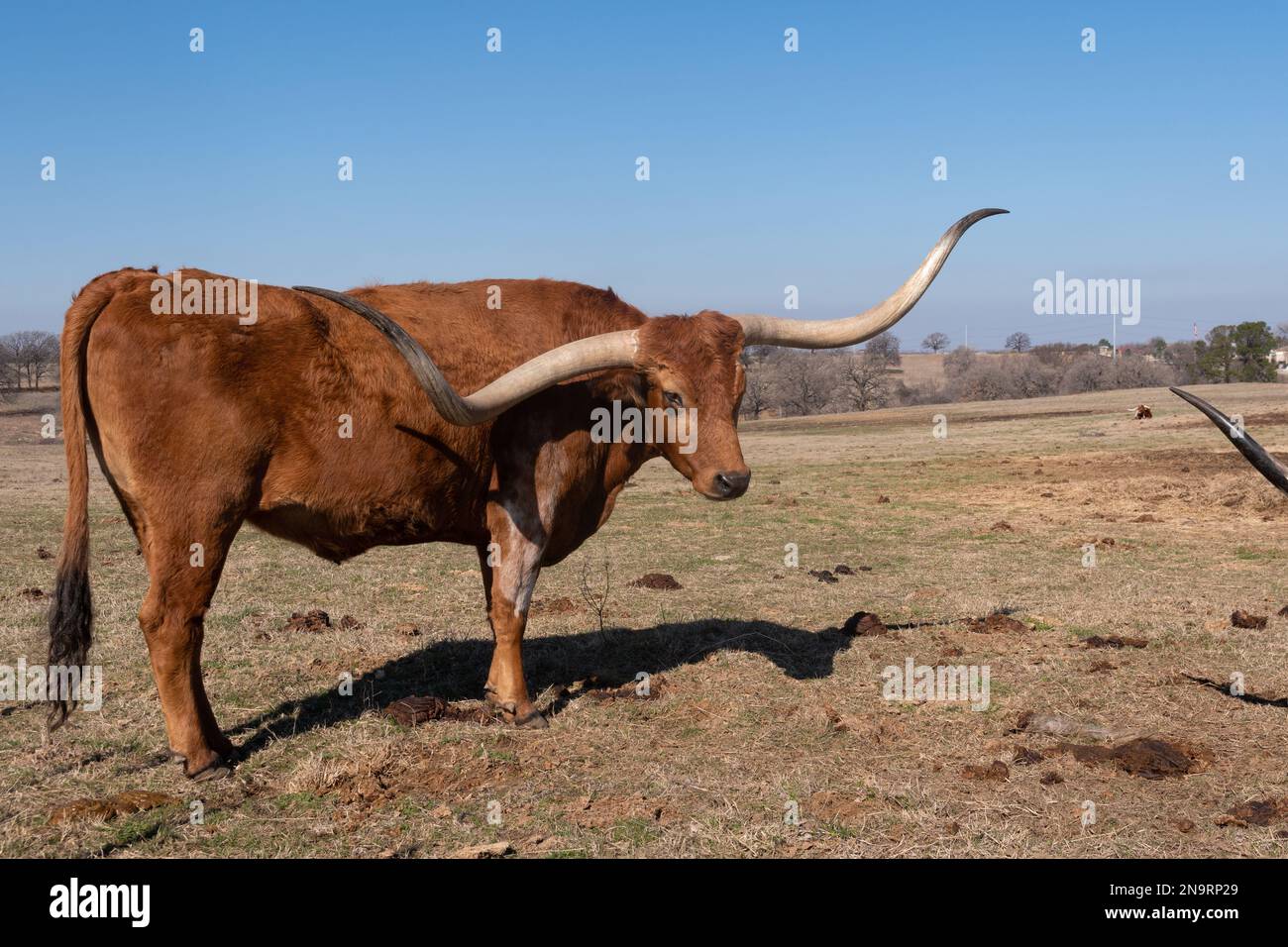 Profile of a large, brown, Longhorn bull with long, curved horns standing in a grassy ranch pasture on a sunny day in Texas. Stock Photo