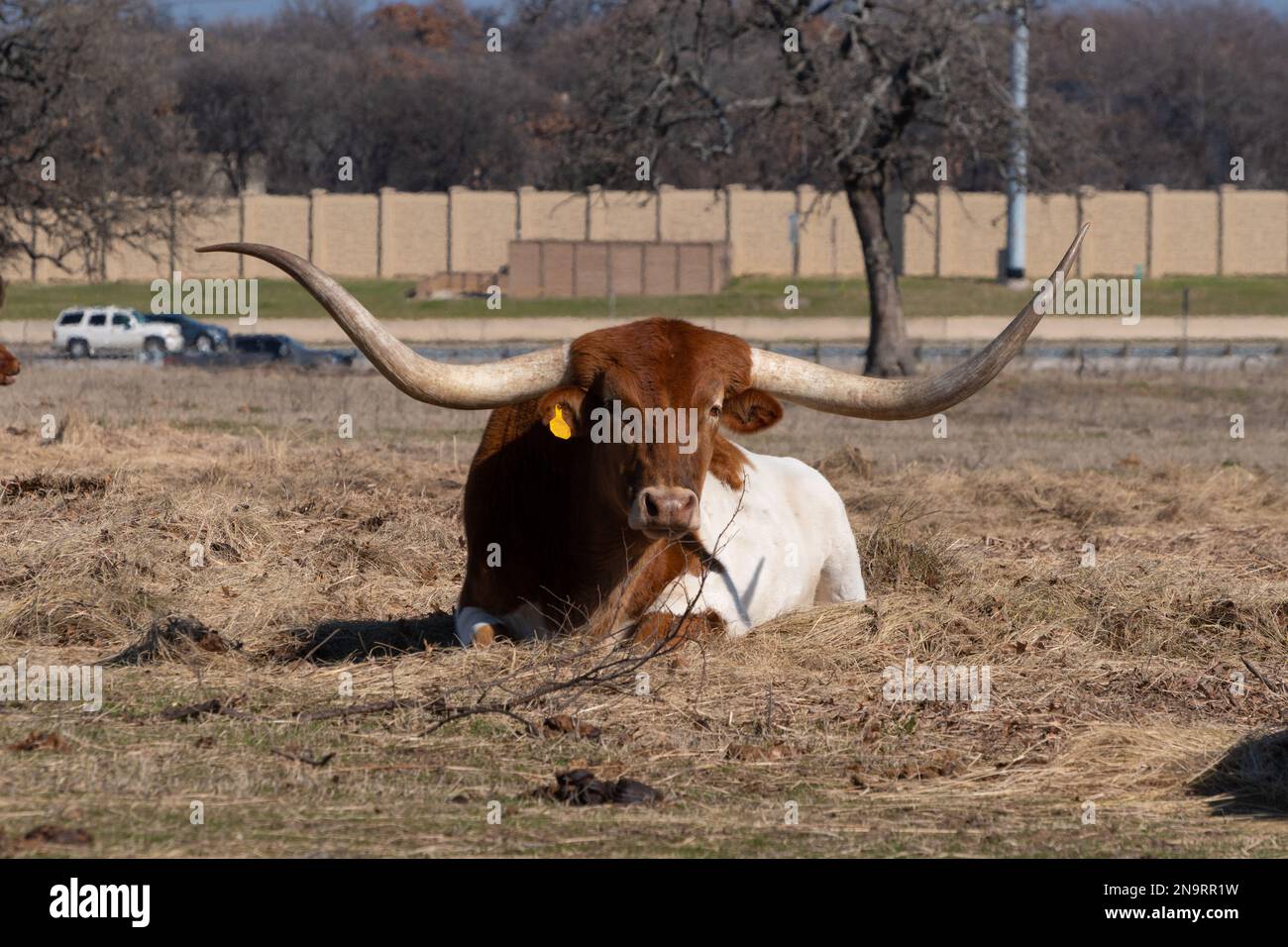 An orange ad white Longhorn cow with long, curved horns relaxing in a bed of hay in a ranch pasture while cars drive by on a road in the background. Stock Photo