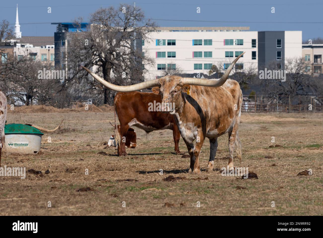 An orange and white brindle Longhorn cow standing in a suburban, ranch meadow on a sunny day with office buildings and a church steeple in the backgro Stock Photo
