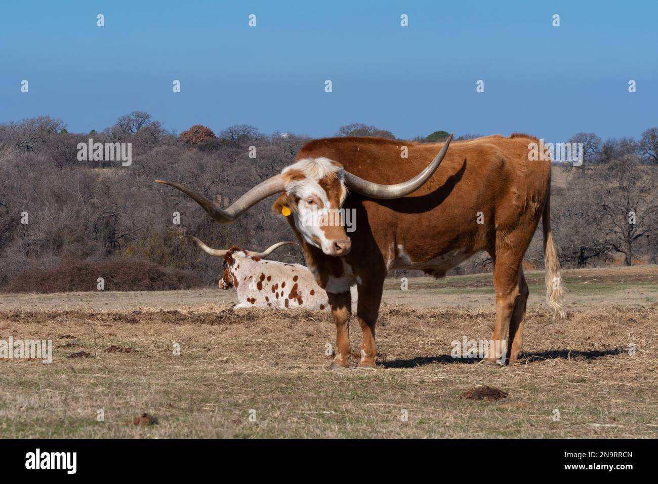 An orange Longhorn bull with a large stipe on its white face and long, curved horns standing in a farm pasture while a white cow with spots rests in t Stock Photo