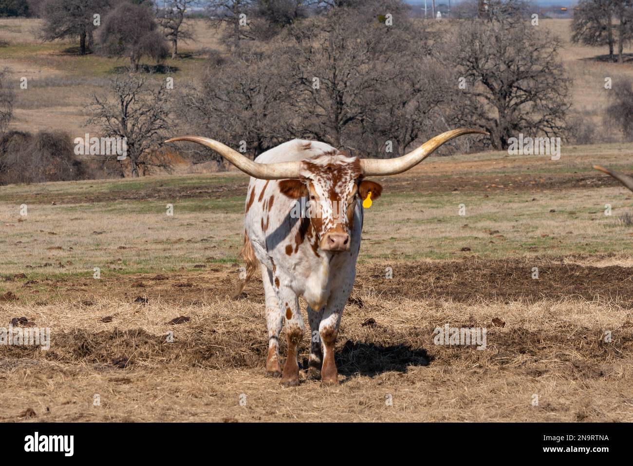 A white Longhorn cow with long, curved horns and orange spots standing in a ranch pasture with trees in the background on a sunny day. Stock Photo