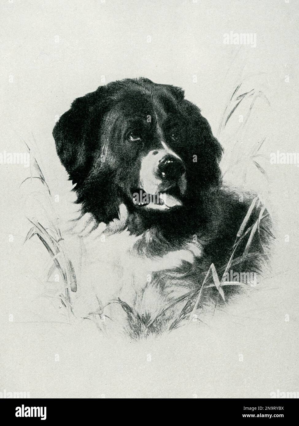 This image shows a painting of a dog by Sir Edwin Henry Landseer. Landseer was an English painter and sculptor, well known for his paintings of animals – particularly horses, dogs, and stags. However, his best-known works are the lion sculptures at the base of Nelson's Column in Trafalgar Square. Stock Photo