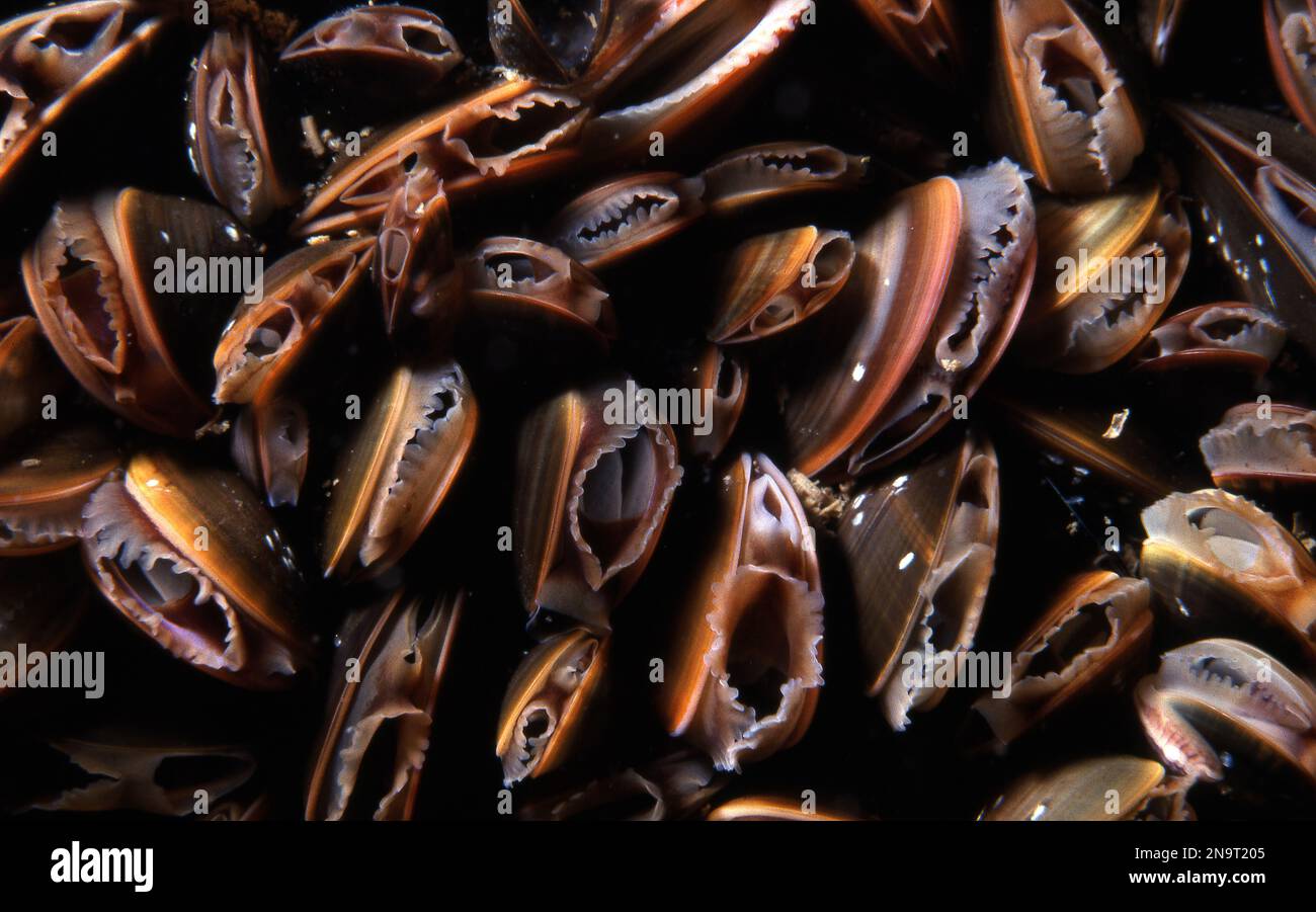 blue mussels, many with syphons open and feeding Stock Photo Alamy