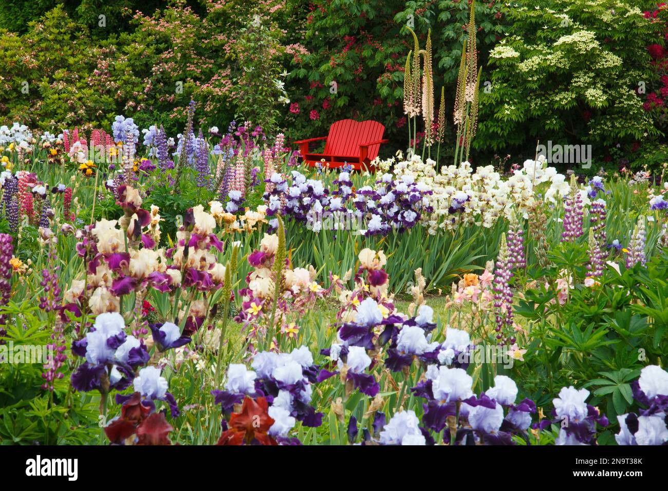 Vibrant coloured bench and blossoming irises in a garden at Schreiner's Iris Gardens in the Willamette Valley, Oregon, USA Stock Photo