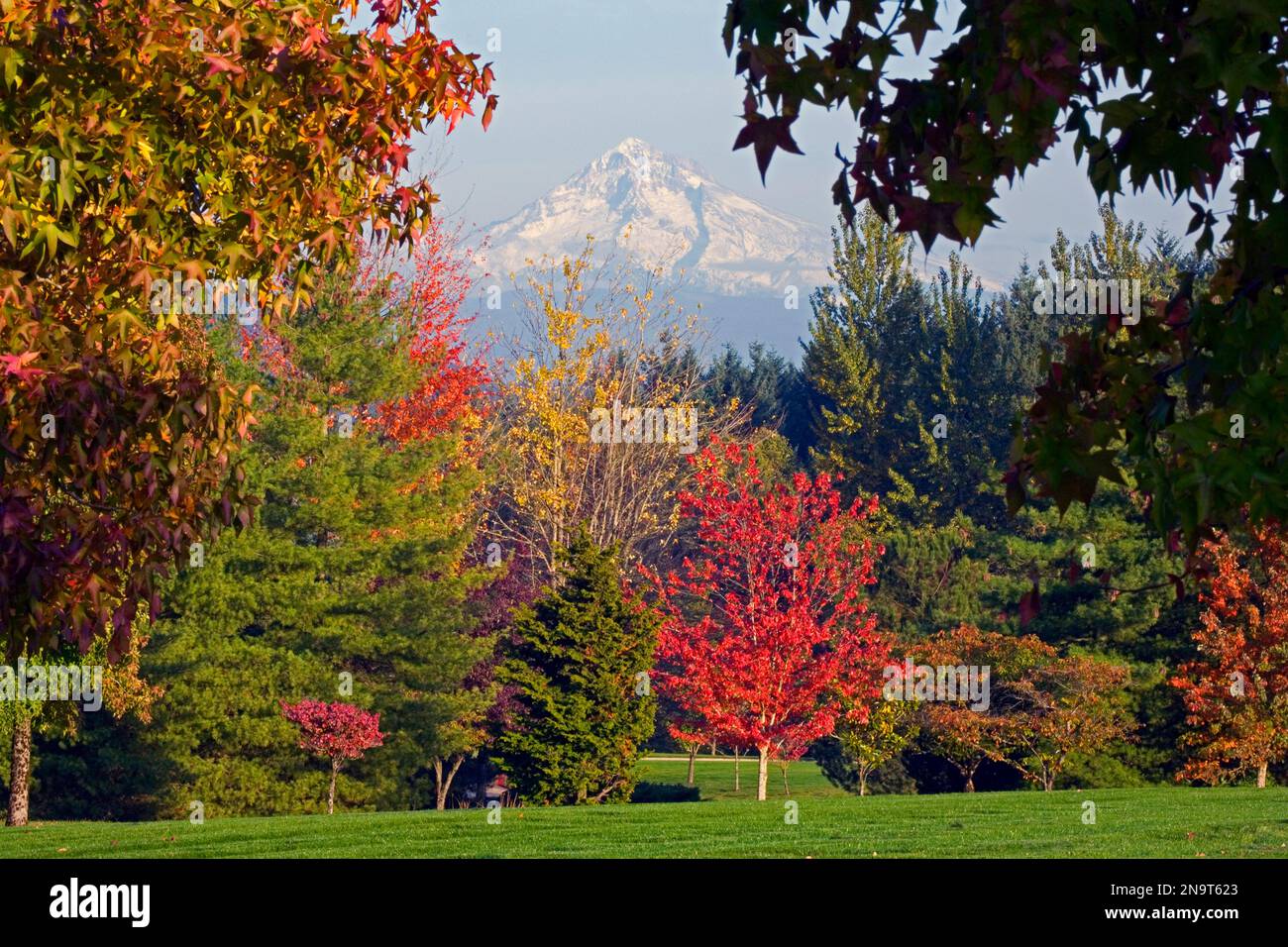 Brilliant autumn colours on the trees below Mount Hood; Oregon, United States of America Stock Photo