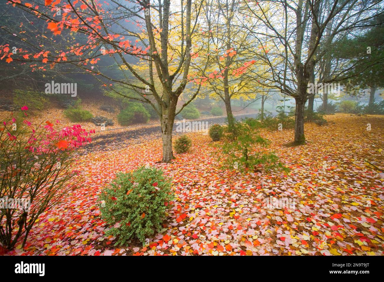 Autumn coloured foliage in fog in autumn in the Pacific Northwest, with fallen leaves covering the ground Stock Photo