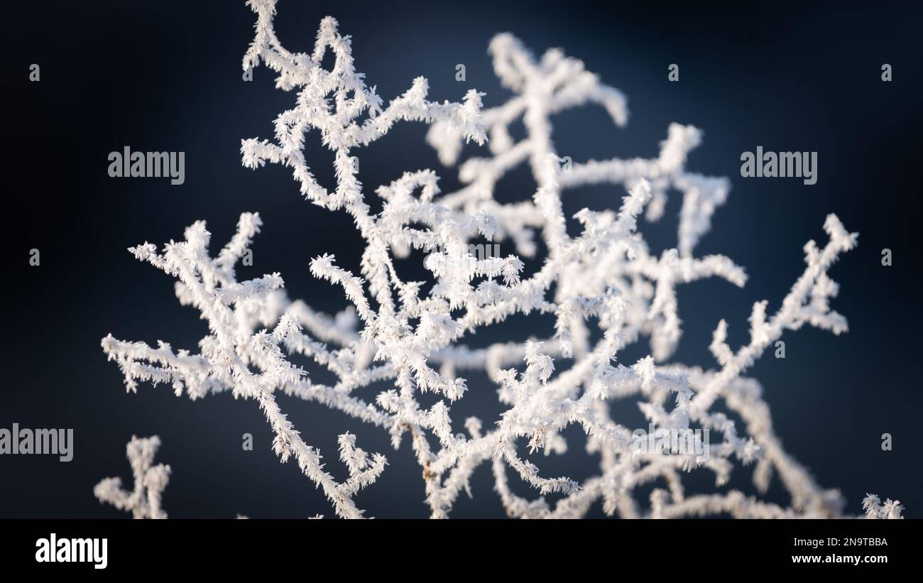 In the winter, plants are covered in spiky hoarfrost Stock Photo