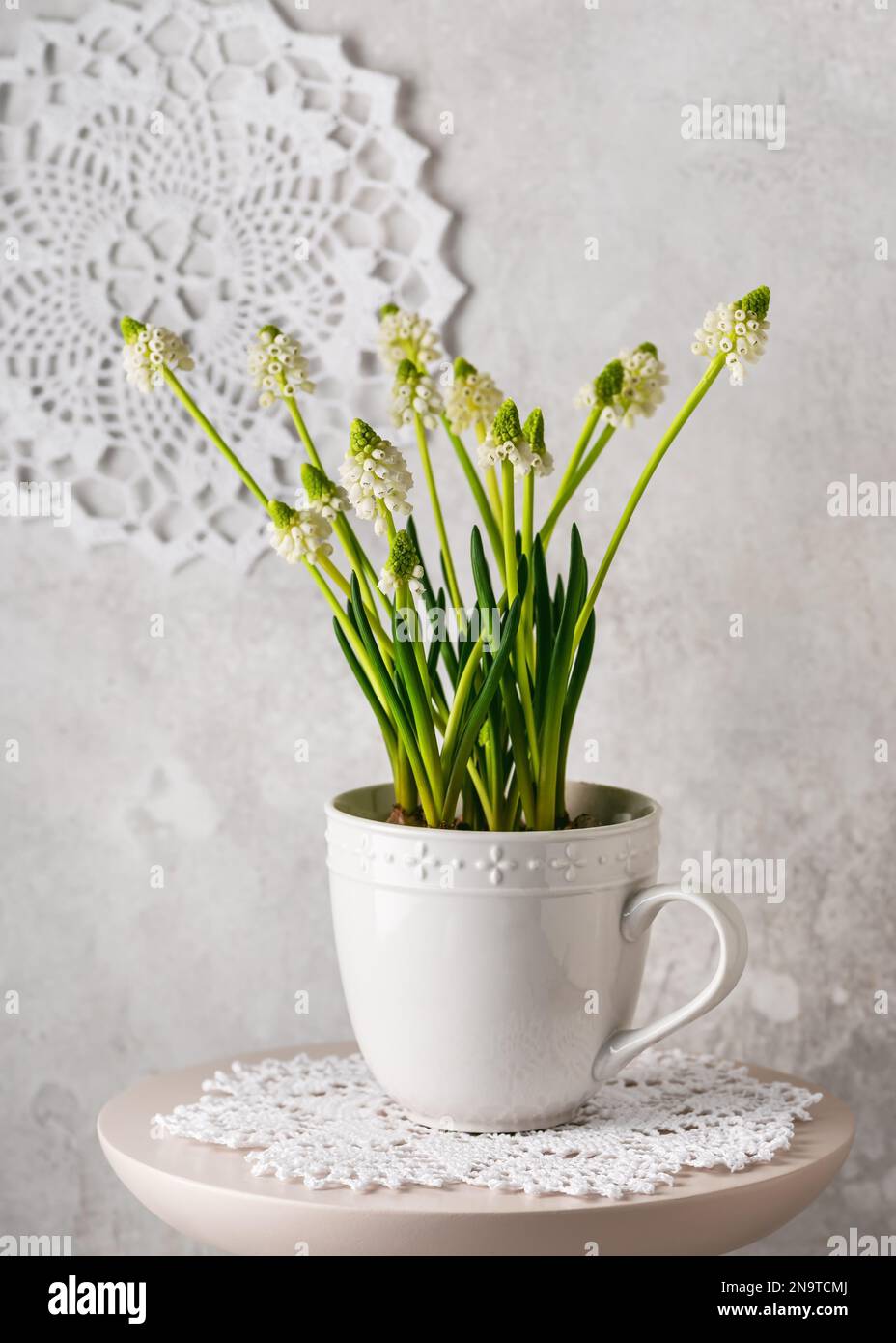 Beautiful spring floristic arrangement with white grape hyacinth in a vintage ceramic cup. Homemade decoration for Easter or Mother day. Copy space. Stock Photo