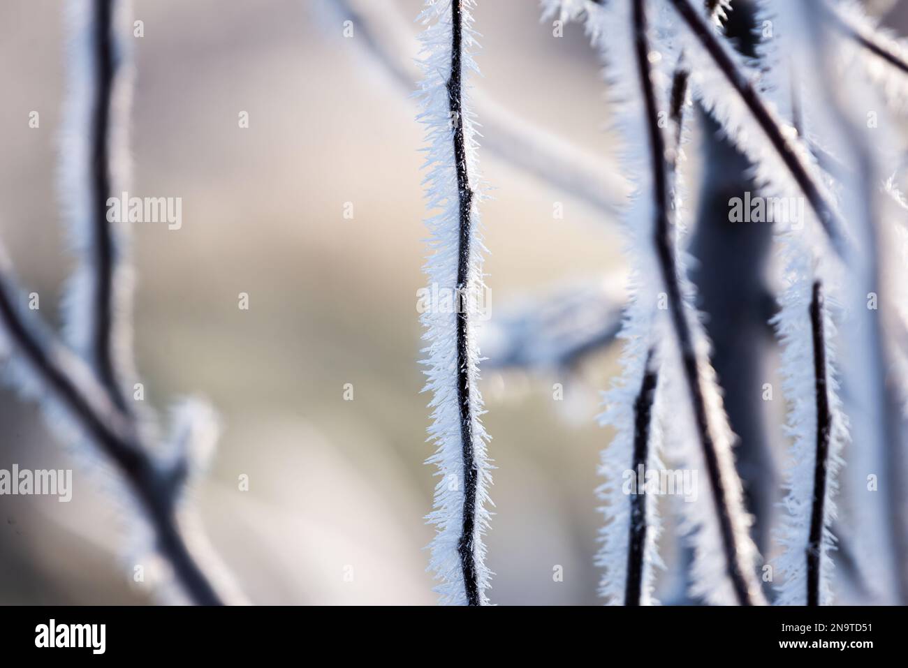In winter, plants are covered in spiky hoarfrost Stock Photo