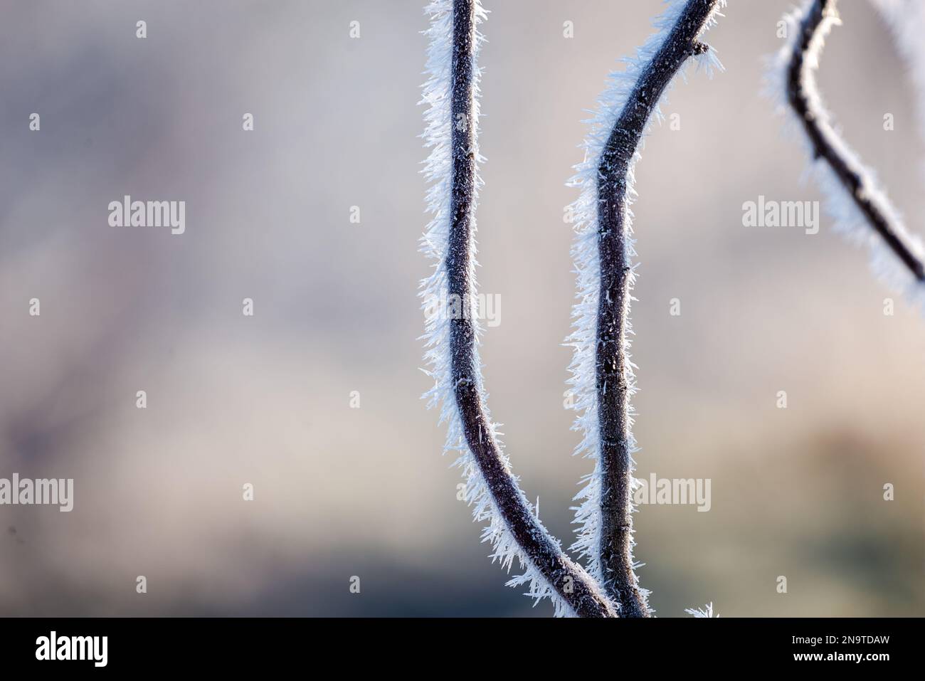 In winter, plants are covered in spiky hoarfrost Stock Photo