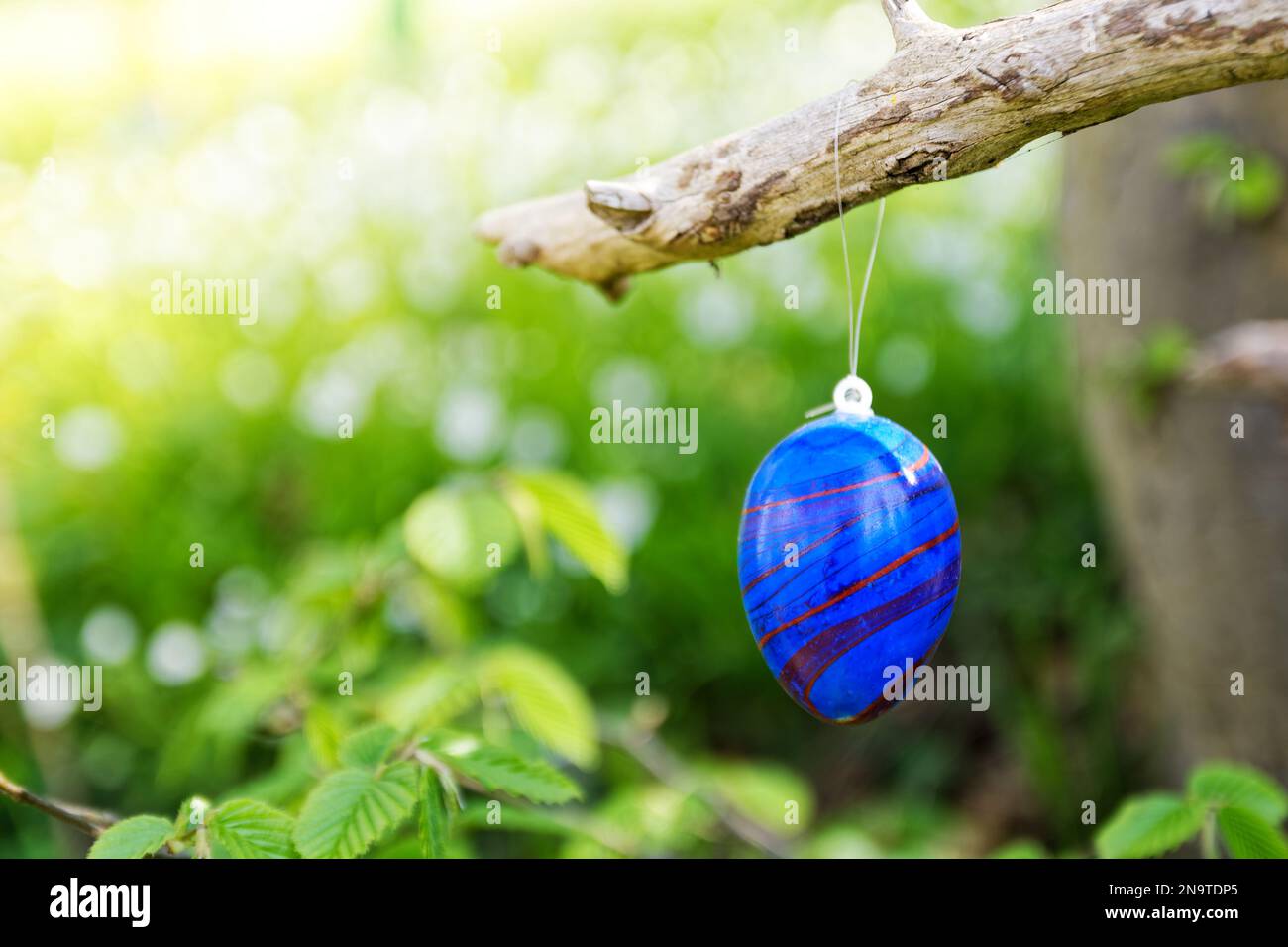 Blue and red colored easter egg hanging from  tree branch Stock Photo