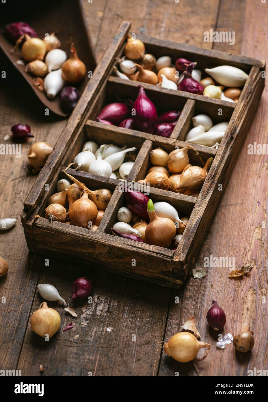 Small bulbs of red, white and yellow onion sets ready to planting in rustic wooden sort box. Springtime, gardening, agriculturally concept. Selective Stock Photo