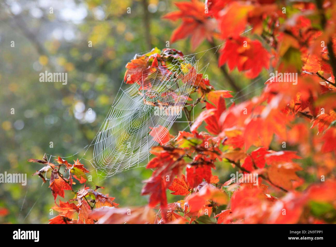 Dew on a spiderweb in early morning with an autumn coloured tree