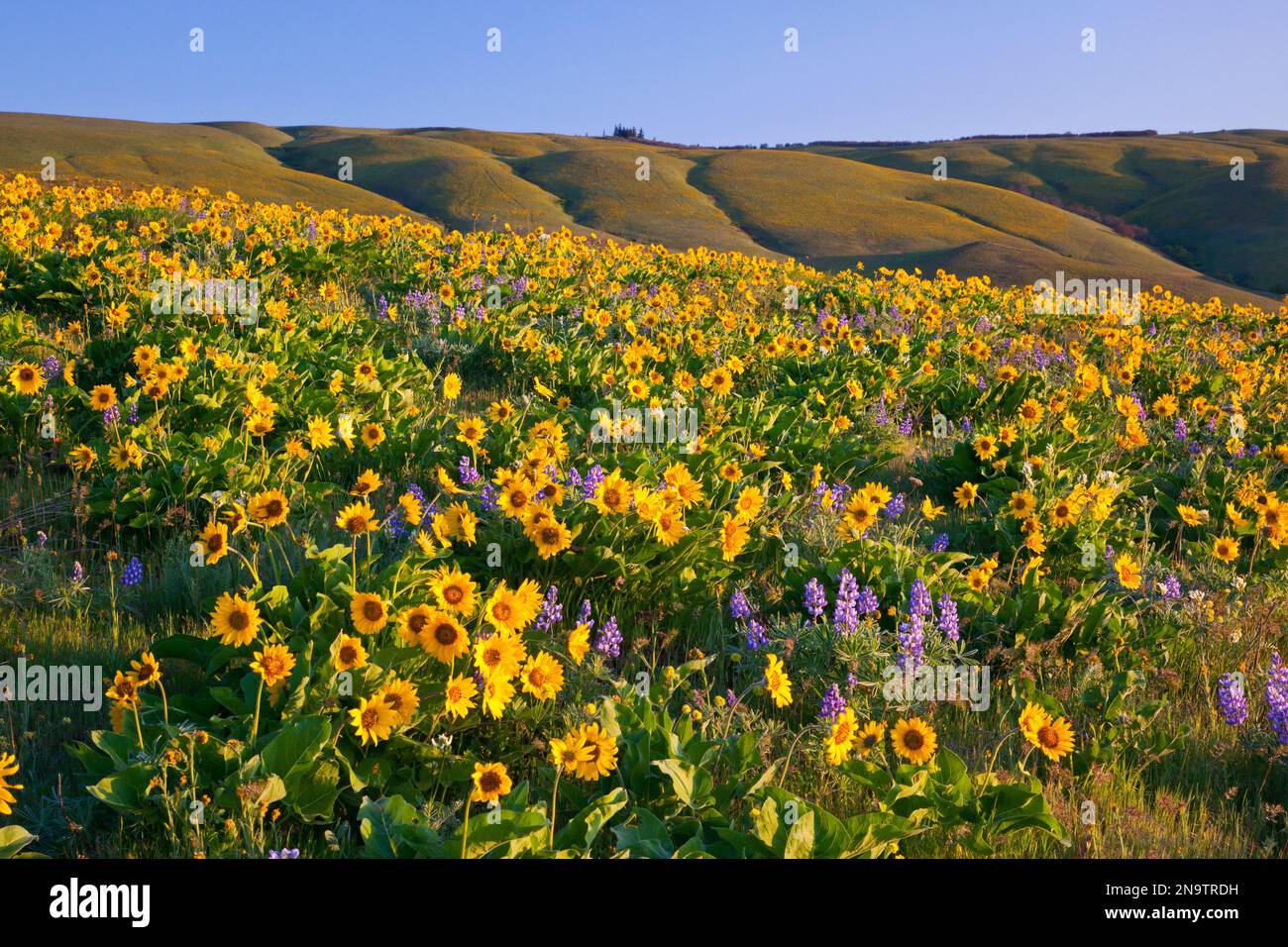Wildflowers along hillside in the Columbia River Gorge National Scenic
