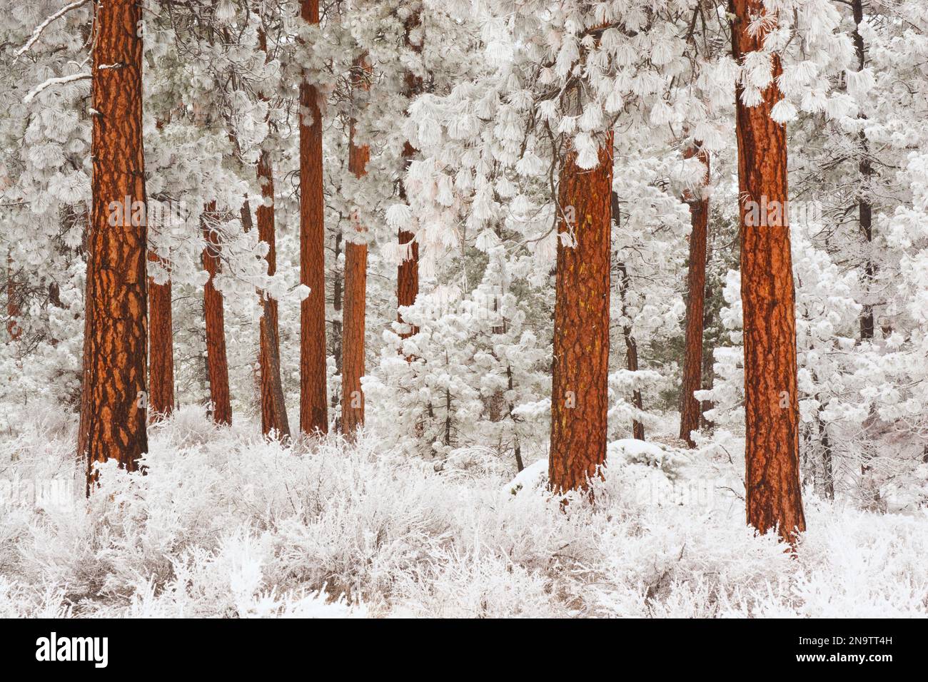 Snow-covered Ponderosa Pine trees (Pinus ponderosa), Mount Hood National Forest; Oregon, United States of America Stock Photo