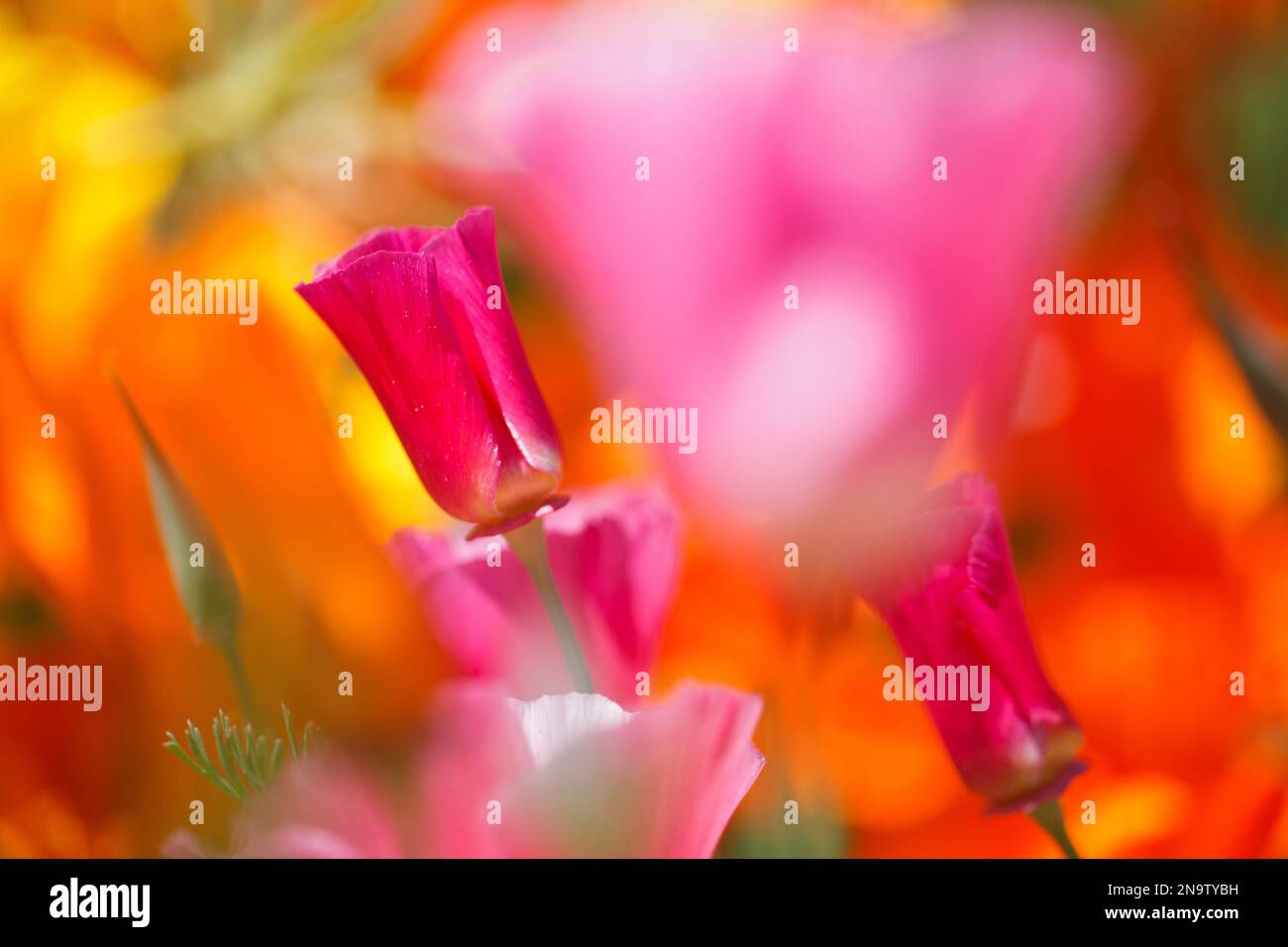 Close-up of blossoming wildflowers in pink and orange in the Columbia
